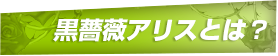 黒薔薇アリスとは？